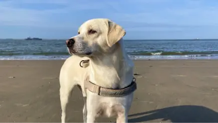 Item 1 - Groeten van Geron en Ricardo uit Hillestad, Noorwegen