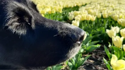 Item 10 - Groetjes van Shelby en Hope vanuit Vessem