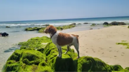 Item 11 - Groetjes van Skippie vanuit Schonbrunn Thuringen Duitsland