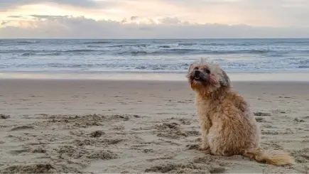 Item 12 - Groetjes van Django vanuit Schijf't bunt