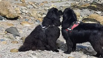Item 5 - Groetjes van Balu vanuit Drachselsried Duitsland