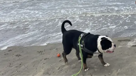 Item 6 - Groetjes van Champs vanuit De Haan