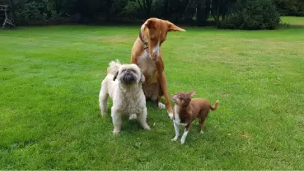 Item 7 - Groetjes van Jimmy, Toto en Beike vanuit Hondenspeelbos Punthorst