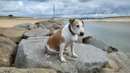 Item 9 - Groetjes van Abbey, Mora en Belle vanuit Callantsoog