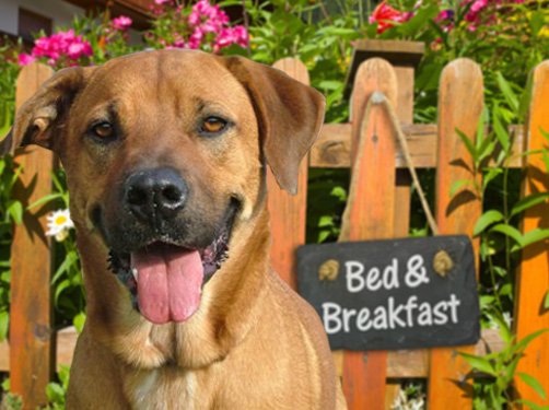 Bed & breakfasts voor jou en je hond