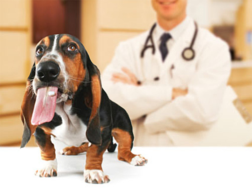 gezondheids informatie als je met je hond op vakantie gaat.