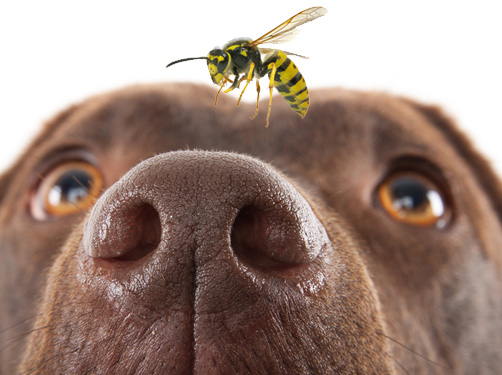 gezondheids informatie over insecten als je met je hond op vakantie gaat.