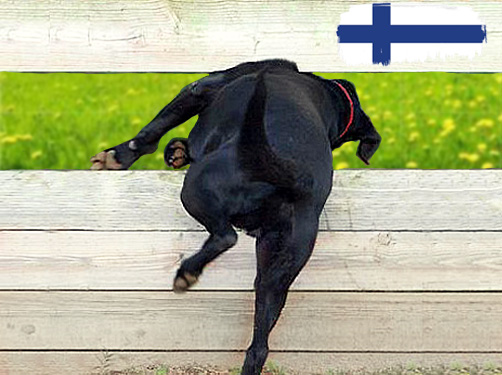 informatie over invoer-regels, wetten, inenting als je met je hond in Finland op vakantie gaat.