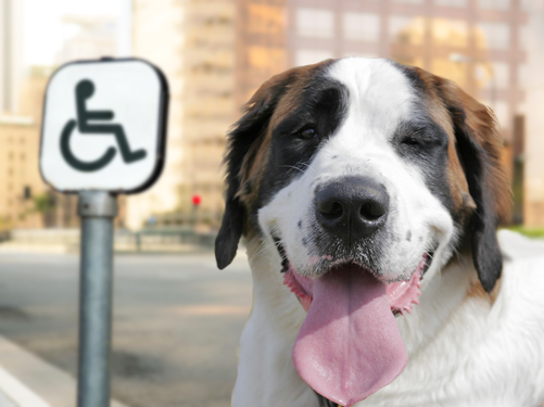 hotels met faciliteiten voor mindervaliden waar je hond welkom is.