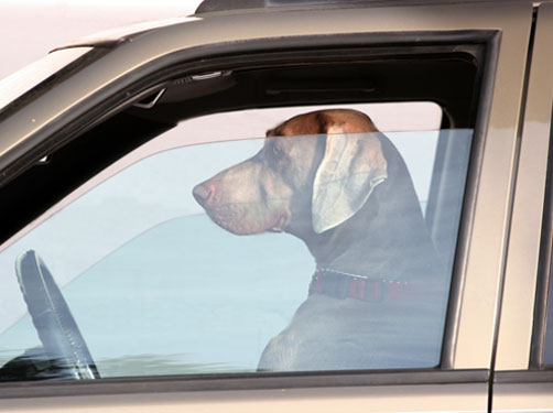 informatie en tips voor als je je hond in de auto meeneemt op vakantie