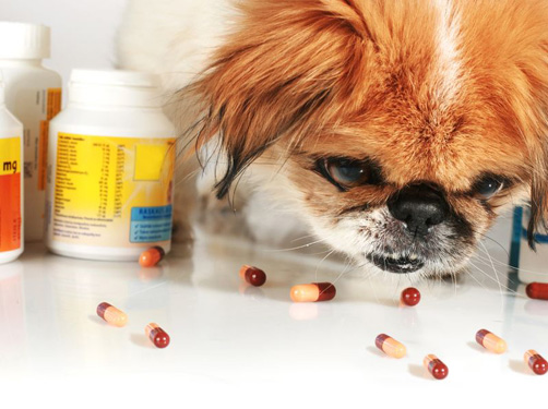 gezondheids informatie over ontwormen als je met je hond op vakantie gaat.