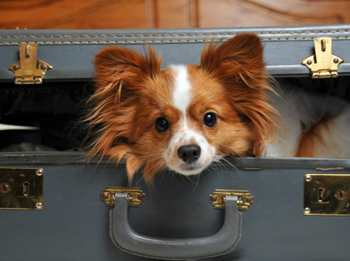 reistips voor als je met je hond op reis.