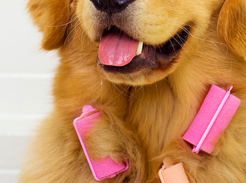 informatie voor vertrek als je je hond meeneemt op vakantie