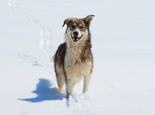 wintersport vakantie met je hond.
