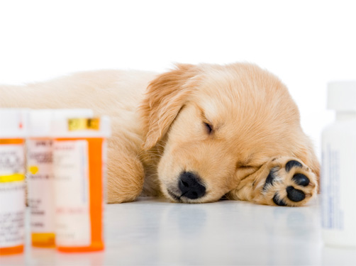 gezondheids informatie over ziektes als je met je hond op vakantie gaat.