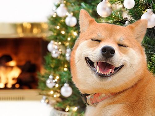 Kampioenschap Bevoorrecht gesprek Vier kerst en oud & nieuw samen op vakantie met je hond - DogsIncluded