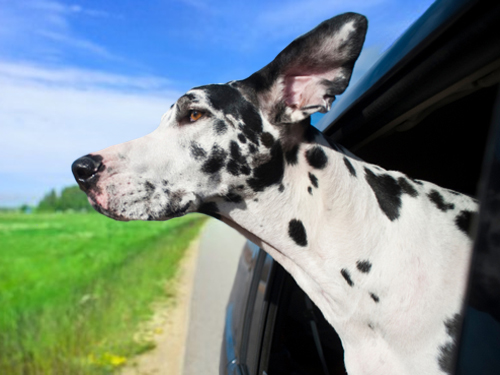 Op reis en vakantie met je hond, honden-vakanties via DogsIncluded