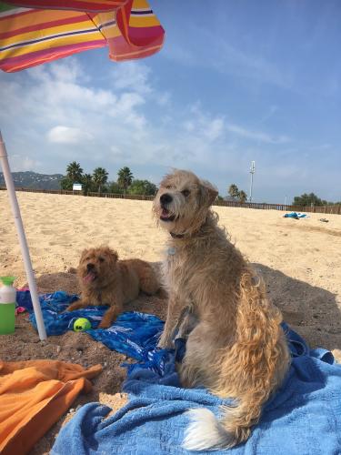 Honden op vakantie