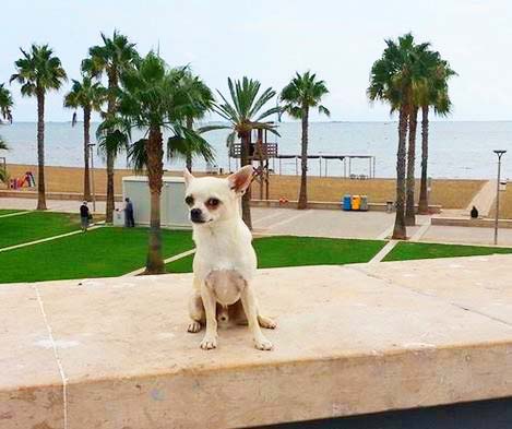 Honden op vakantie